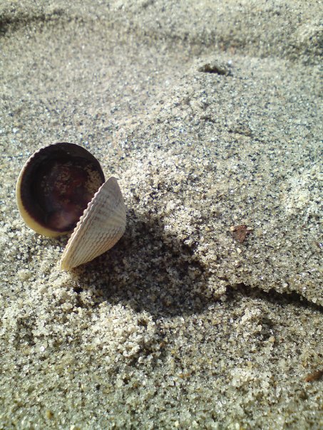 beach shell