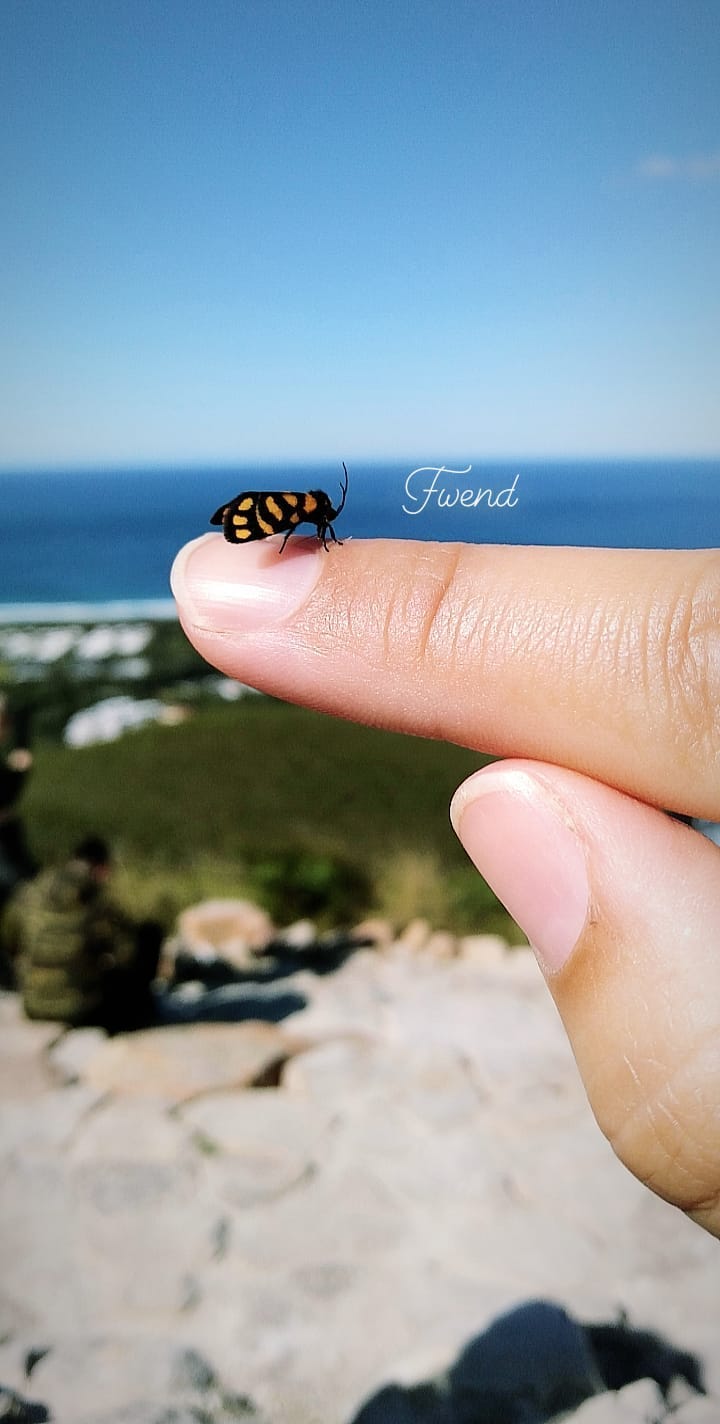 Butterfly friend